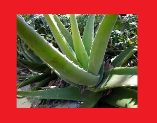 Aloe Vera para el Herpes Genital