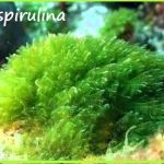 Propiedades y Beneficios de la Espirulina